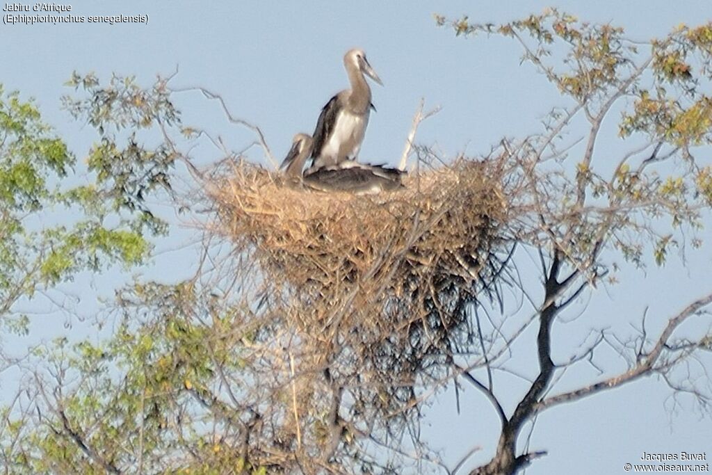 Saddle-billed StorkFirst year, identification, Reproduction-nesting