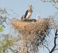 Saddle-billed Stork