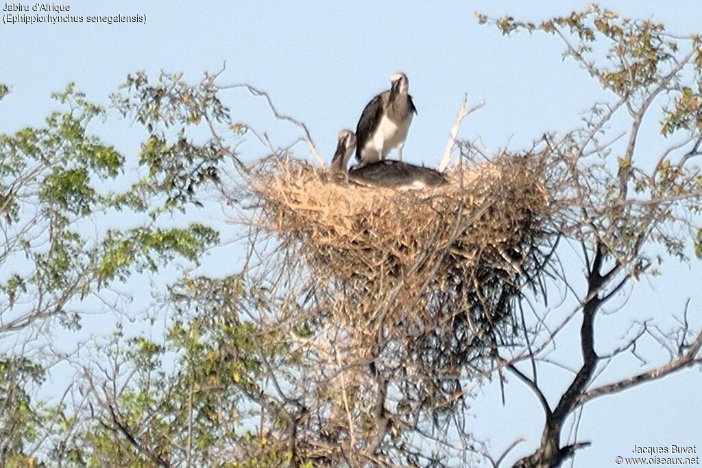 Saddle-billed StorkFirst year, identification, Reproduction-nesting