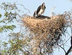 Saddle-billed Stork