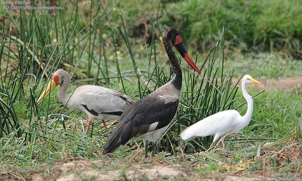 Jabiru d'Afriquejuvénile