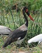 Saddle-billed Stork