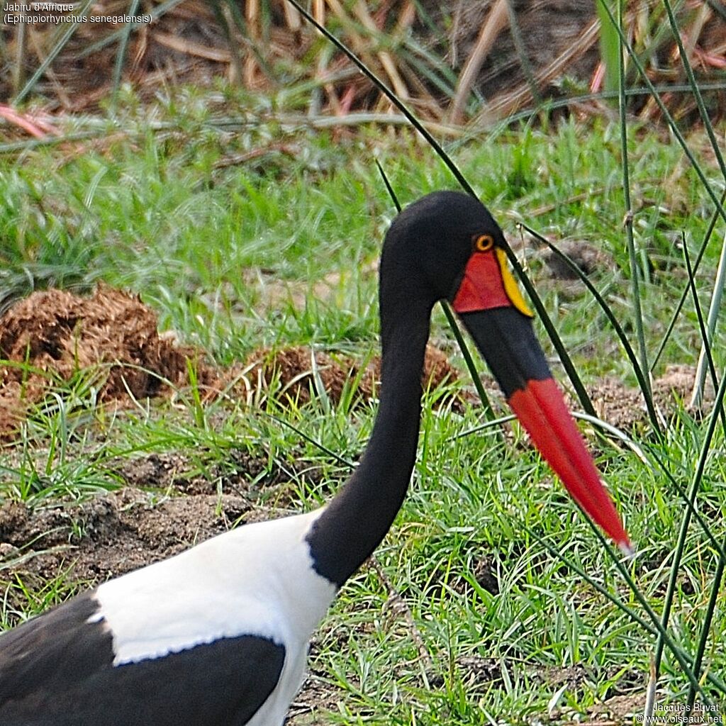 Jabiru d'Afrique femelle adulte nuptial