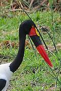 Saddle-billed Stork