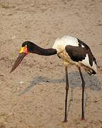 Saddle-billed Stork