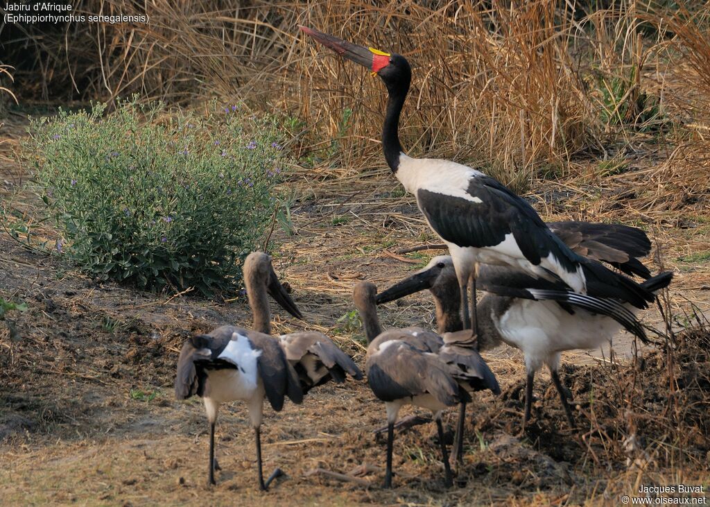 Saddle-billed Stork