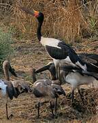 Saddle-billed Stork