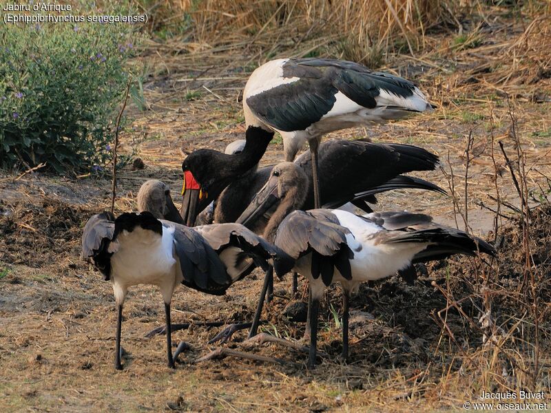 Saddle-billed Stork, aspect, pigmentation, feeding habits, Reproduction-nesting