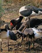 Saddle-billed Stork