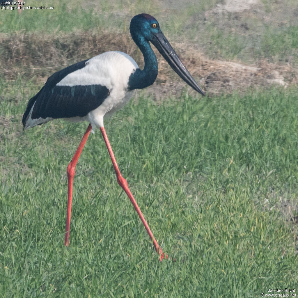 Black-necked Stork female adult, close-up portrait, aspect, pigmentation, walking