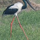 Jabiru d'Asie
