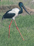 Black-necked Stork