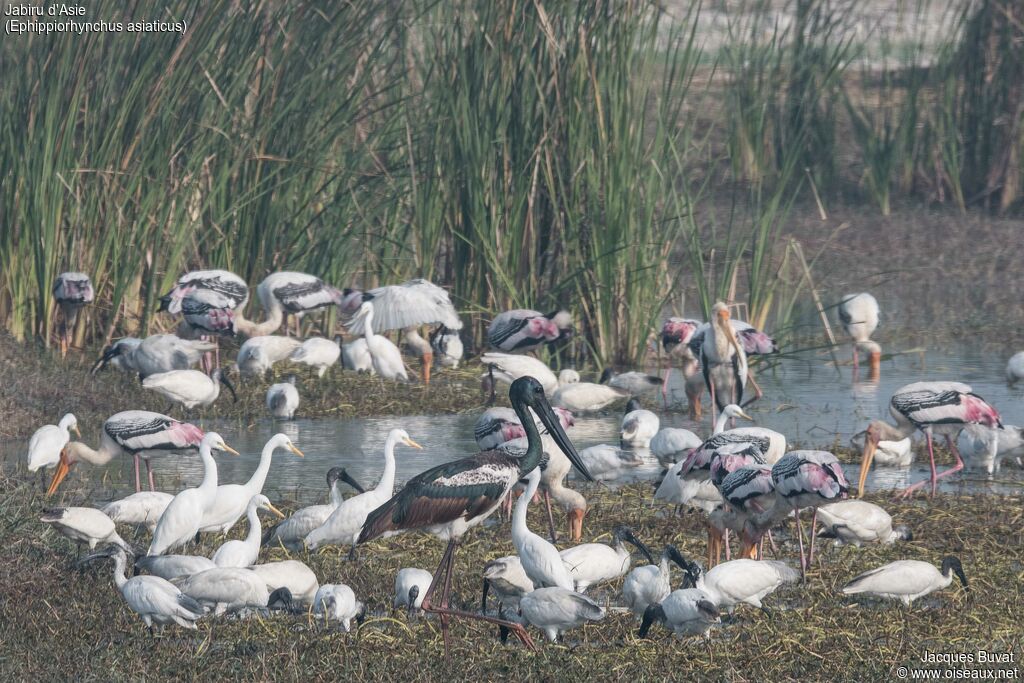 Jabiru d'Asie mâle adulte, habitat, composition, pigmentation, marche, pêche/chasse