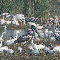 Jabiru d'Asie