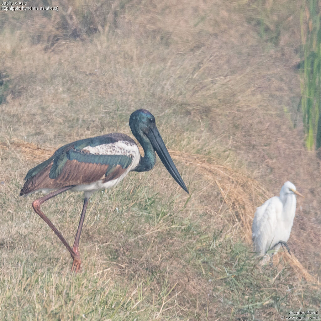 Jabiru d'Asie mâle adulte transition, portrait, composition, pigmentation, marche