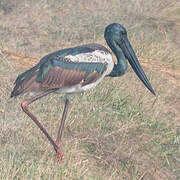 Black-necked Stork