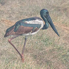 Jabiru d'Asie