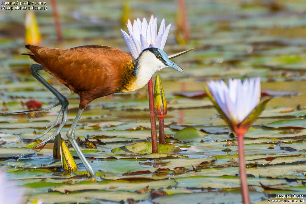 Jacana à poitrine doréeadulte, habitat, composition, pigmentation, marche