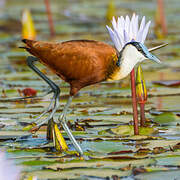 Jacana à poitrine dorée