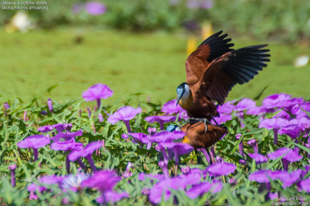 Jacana à poitrine doréeadulte nuptial, accouplement.