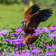 African Jacana