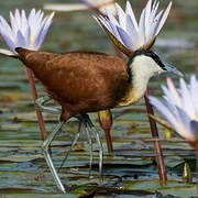 Jacana à poitrine dorée