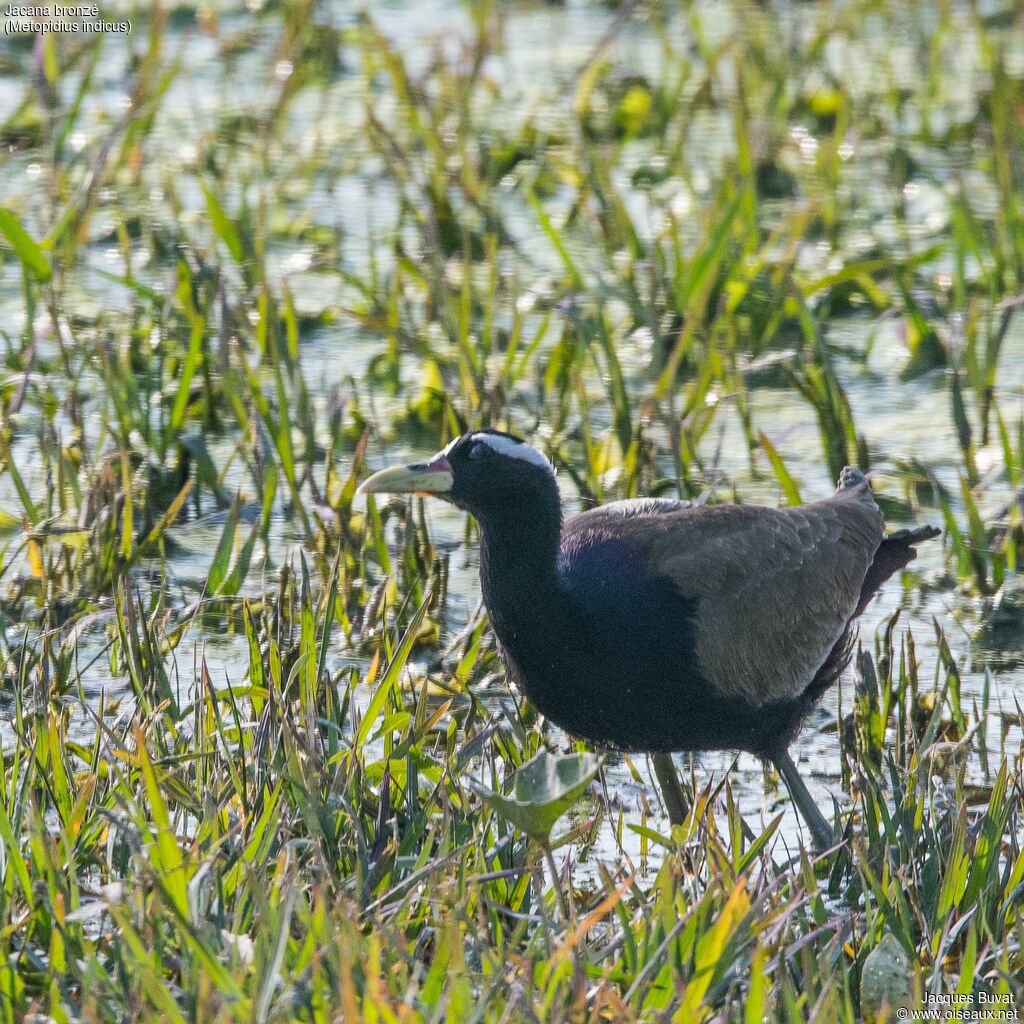 Jacana bronzéadulte, habitat, composition, pigmentation, boit