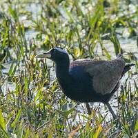 Jacana bronzé