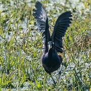 Bronze-winged Jacana