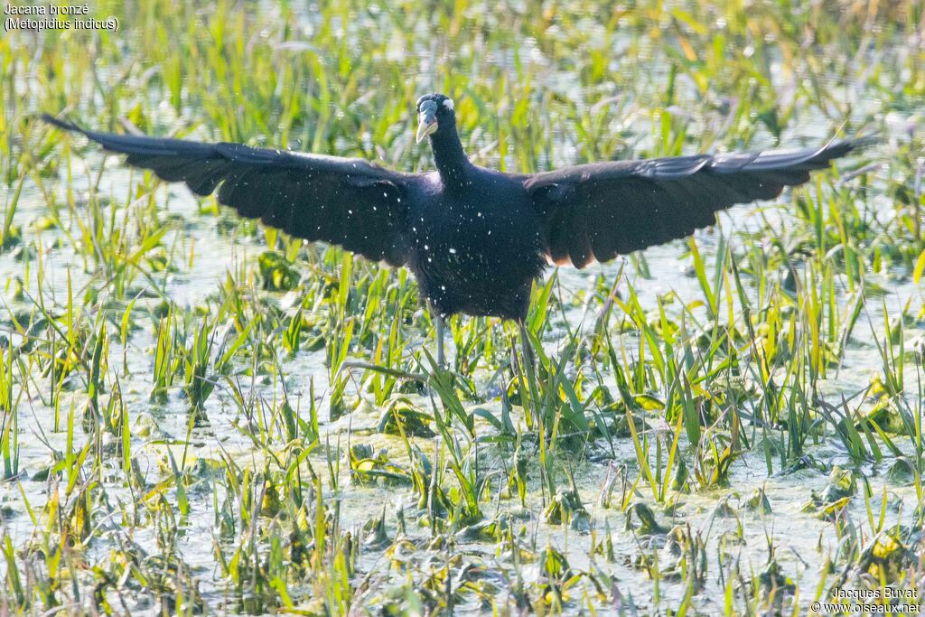 Jacana bronzéadulte, composition, pigmentation, Vol