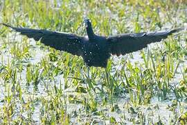 Bronze-winged Jacana