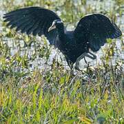 Bronze-winged Jacana