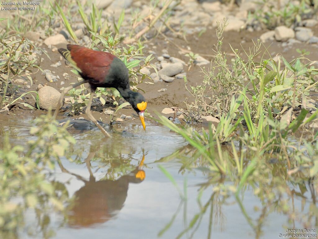 Jacana du Mexiqueadulte, habitat, composition, pigmentation, mange