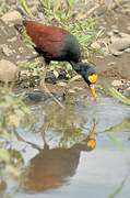 Northern Jacana