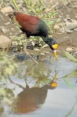 Jacana du Mexique