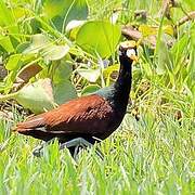 Northern Jacana