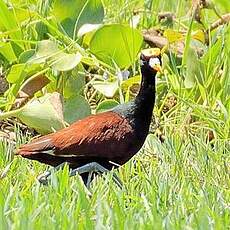 Jacana du Mexique