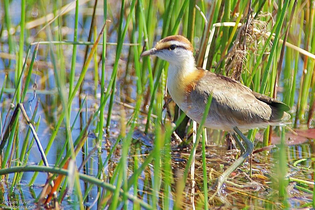 Jacana nainadulte, identification