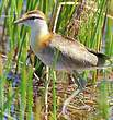 Jacana nain