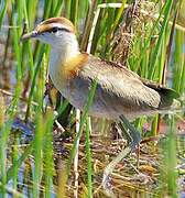 Lesser Jacana