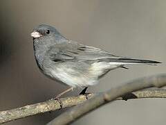 Dark-eyed Junco