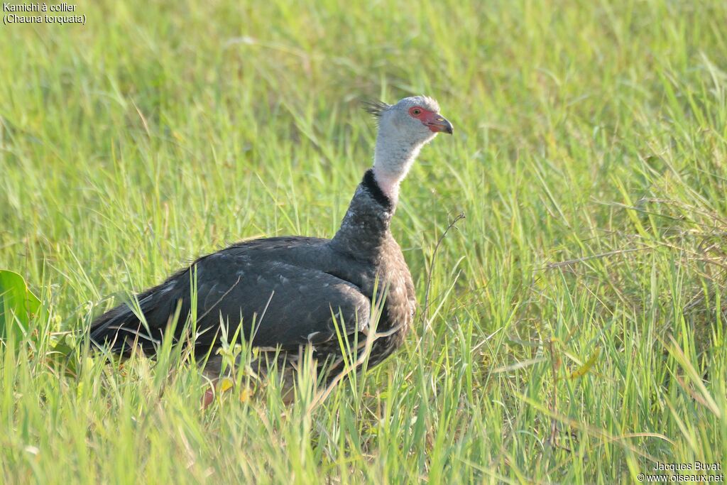 Southern Screameradult