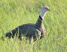 Southern Screamer