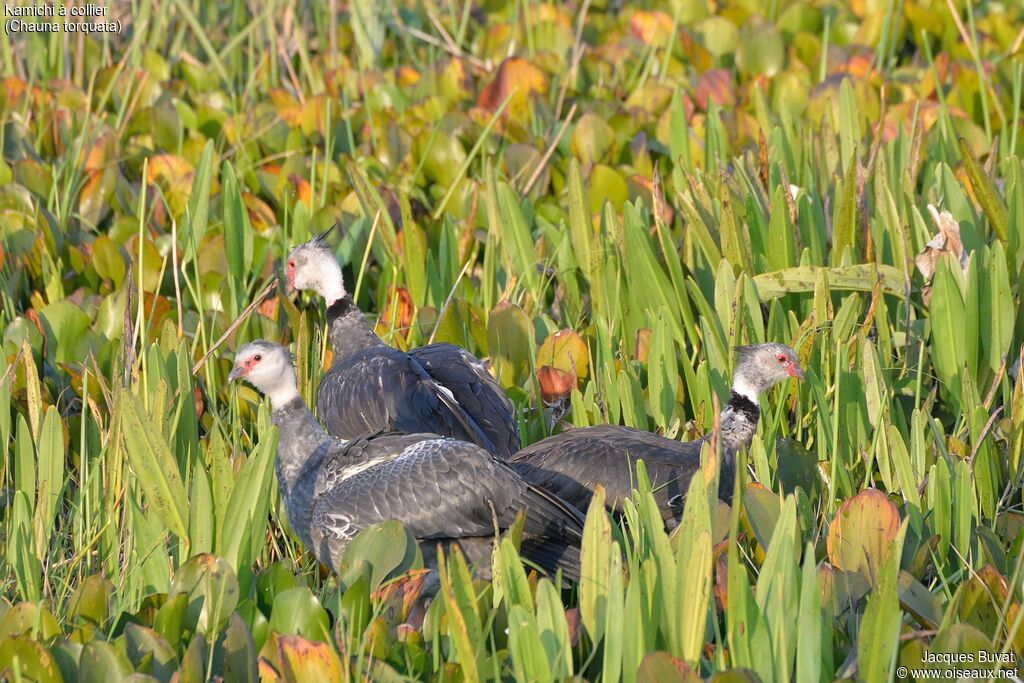 Southern Screamerjuvenile