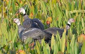 Southern Screamer