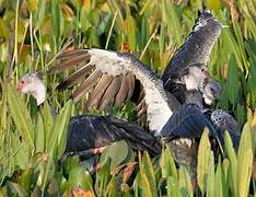 Southern Screamer