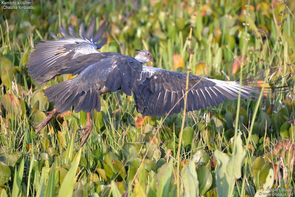 Southern Screameradult