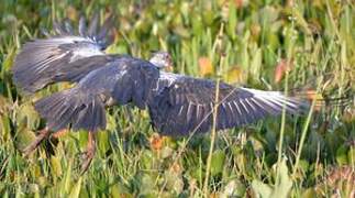 Southern Screamer