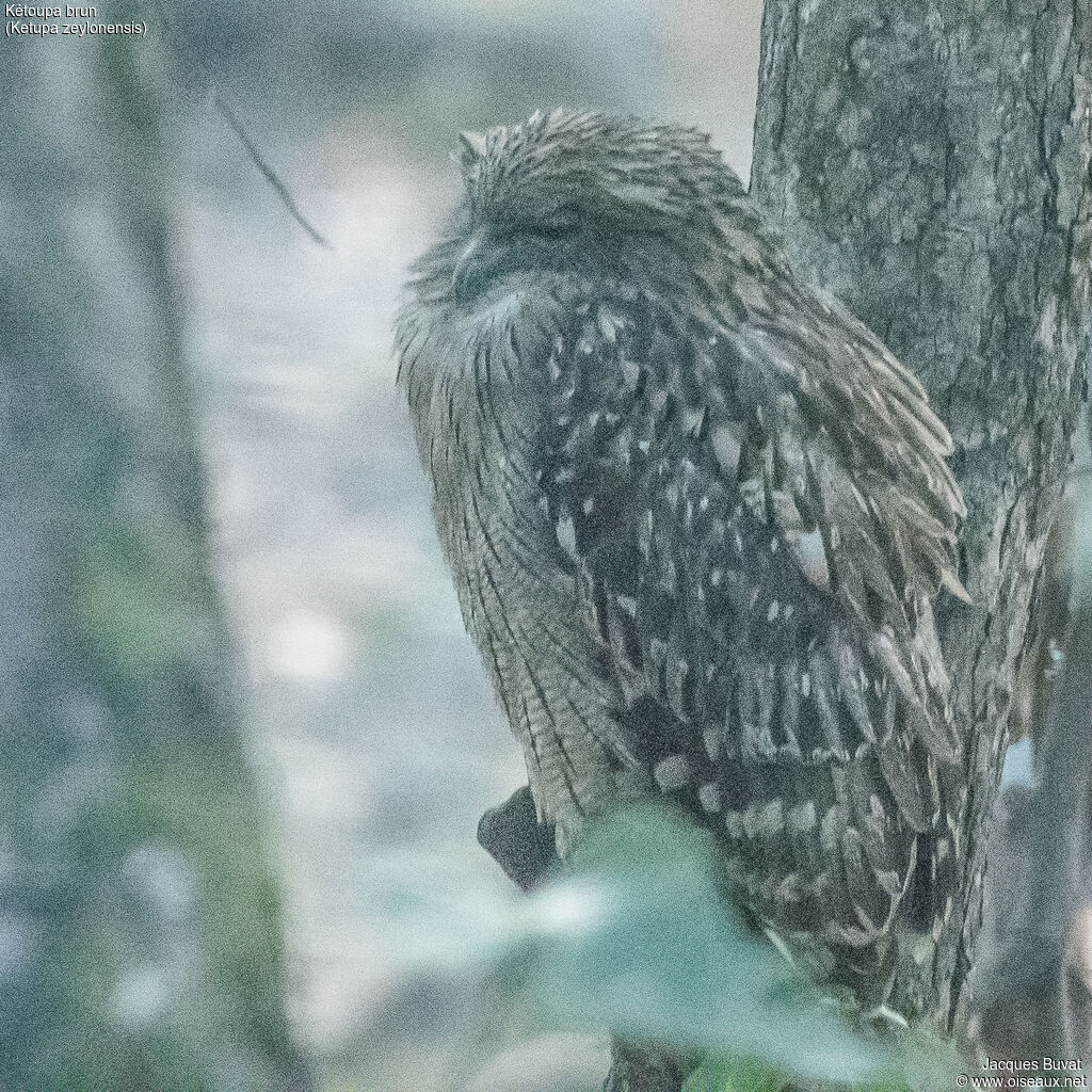 Brown Fish Owl, close-up portrait, aspect, pigmentation