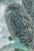 Brown Fish Owl